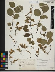 Foto von Salix herbacea L. x Salix lanata L.